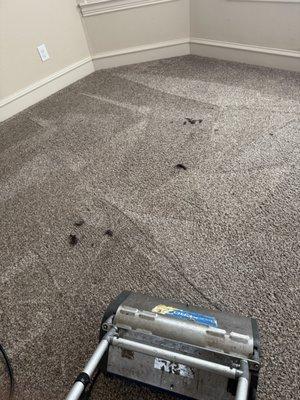 Frisco Plano Carpet Cleaning