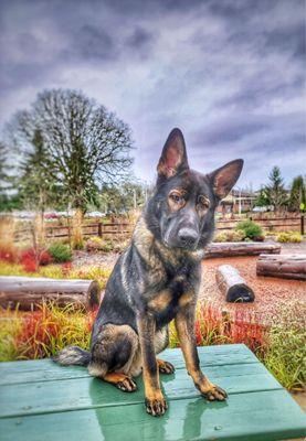 Off Leash K9 Training