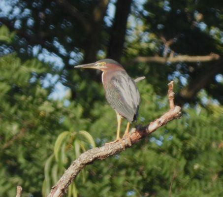 This beautiful Green Heron was hanging out at the Launch in August.