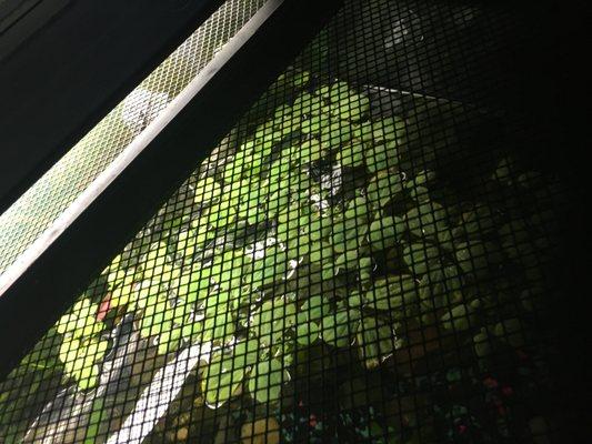 Duckweed,waterluttce,forgbit,