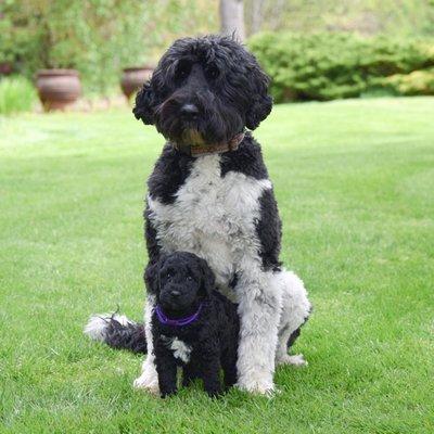 Bedrock Labradoodles