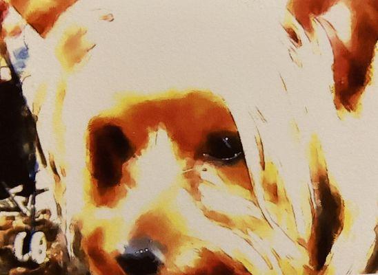 KJ’s Dog Walking , Pet Sitting and House Sitting