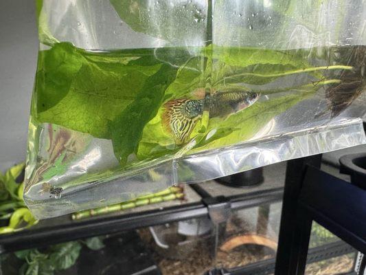 Tropical Lagoon Aquarium