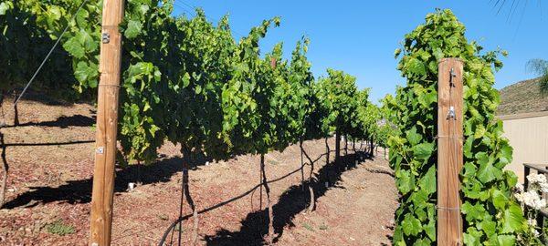 Gavilan Hills Vineyard