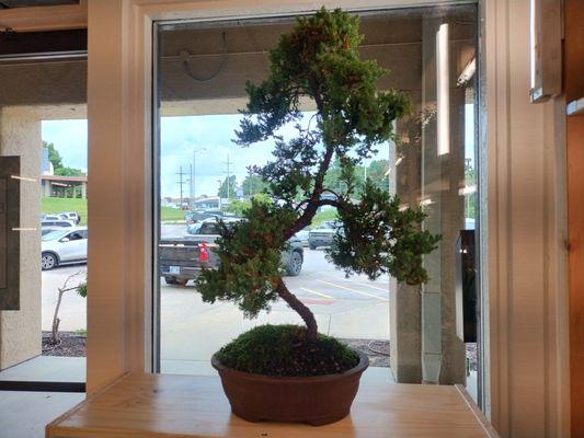 Bonsai Tree For Me