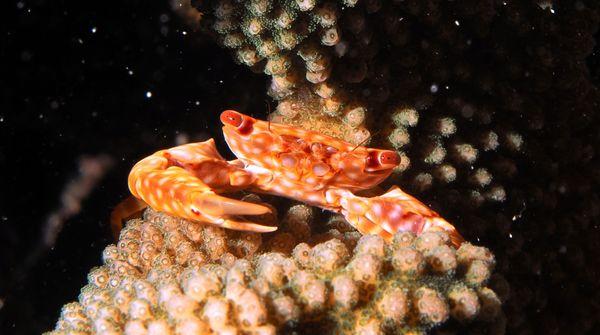 yellow spot guard crab