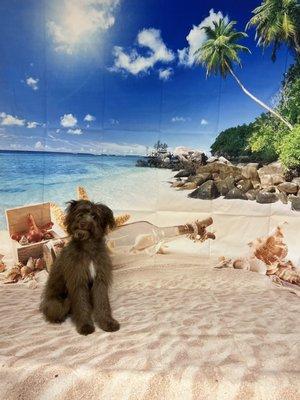 One of the cutest, most energetic puppies, Paco. He was a happy customer!