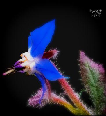 PNWFlowerPhotography