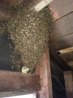 Bee hive in attic