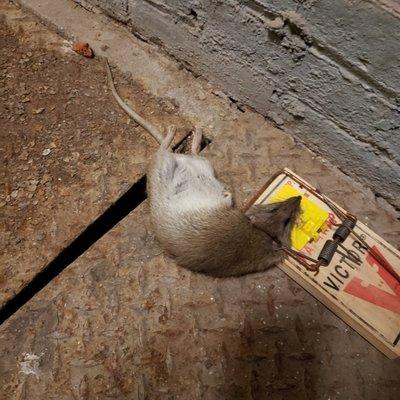 Optimum Pest Control