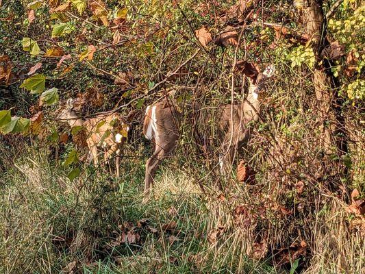 Sargent Road Nature Park