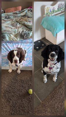 Kaalys Mobile Pet Grooming