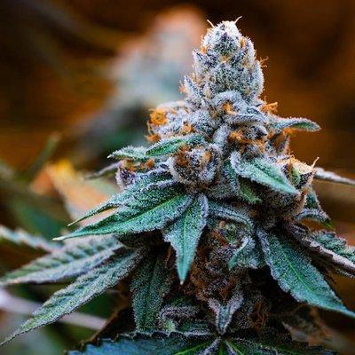 Deeply Rooted Boutique Cannabis Company