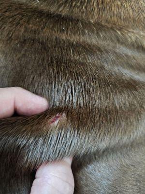 Nature's Acres Boarding & Training Kennels