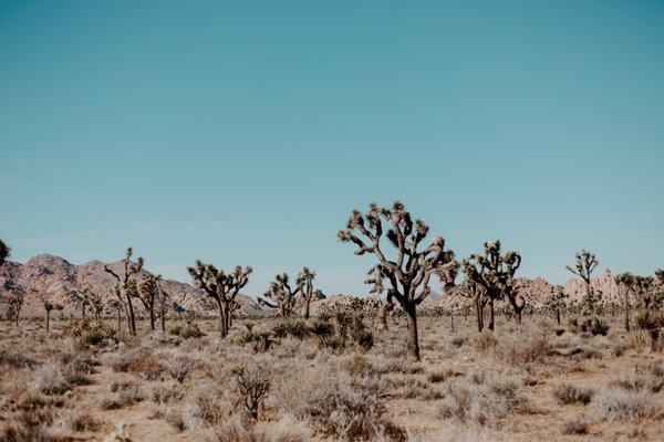 Joshua Tree RV & Campground