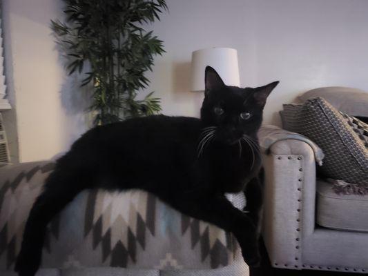 Cat Clinic Of Fernandina