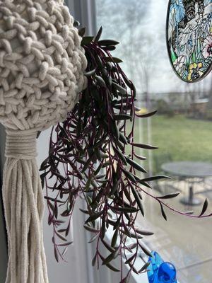 String of Rubies in adorable little macrame hanger.