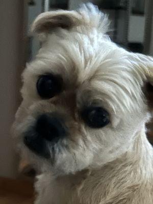 My doggie