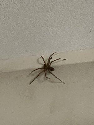 Lincoln County Exterminating