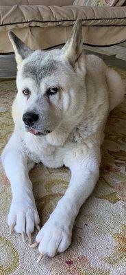 Ponchatoula Animal Hospital