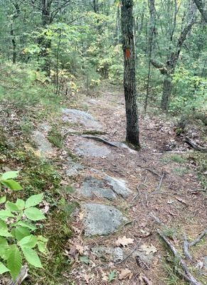 Center Pond Preserve