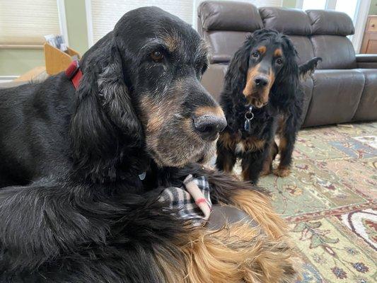 Ramsey Veterinary Hospital