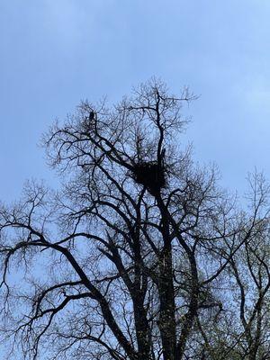Eagle and nest
