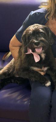 Academy of Animal Arts