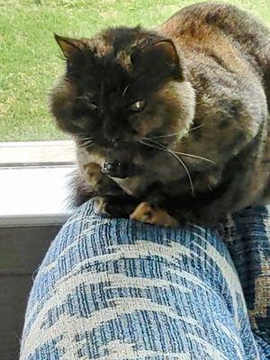 Fur Kids Lodge & Spa