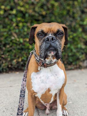 Little Rascals Pet Care