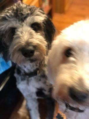 DeLuca's Canine Country Club