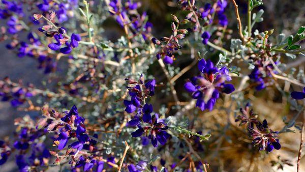 Aventura Camper Vans