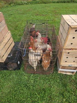 Cagles Livestock Auction