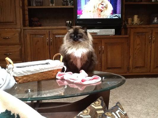 Pawsitively Loves Cats