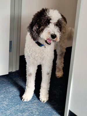 Theo the therapy dog