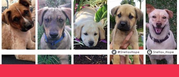 Helpful twitter & instagram accounts keep you in the loop of news, available dogs and events. (plus adorable photos)