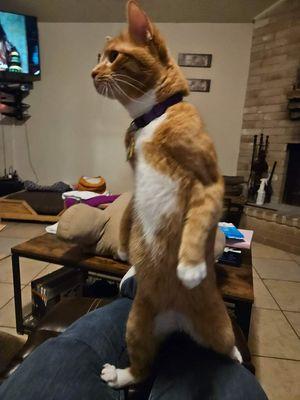 4 Luv N Care Pet Sitting