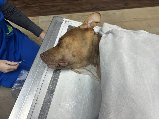 Pet Urgent Care of Wesley Chapel