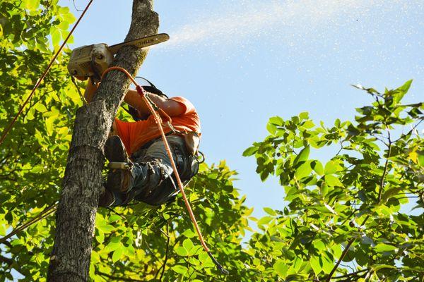 We carefully take down trees in segments to not cause damage to the property or anything surrounding.