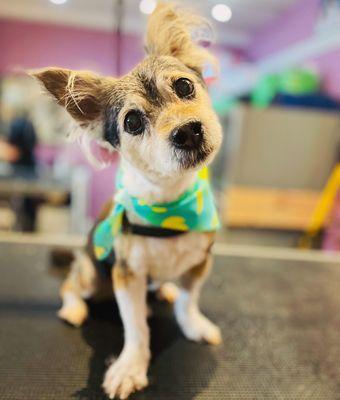 Paws On Main of Nyack