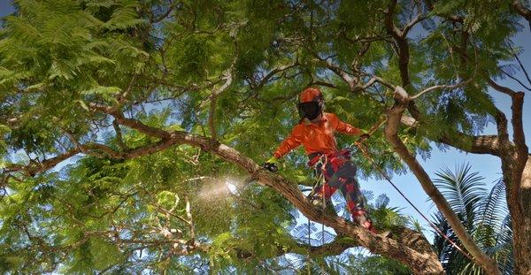 Kapahulu Tree Service