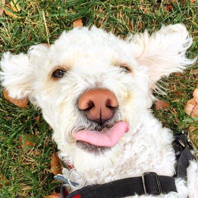 Friends of Rosebud Dog Services