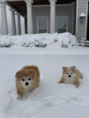 Country Club Veterinary Clinic