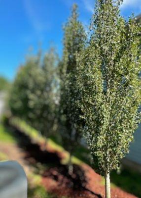 Swedish Columnar Aspen planted in an easement for privacy from the neighbor.