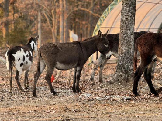 Peaceful Pastures Donkey Rescue