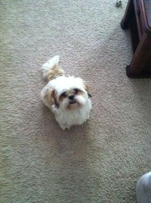 Auburn Ravine Dog Park