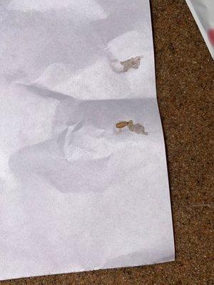 A dead Maggot me and my friend killed