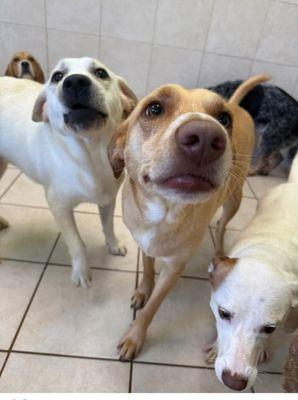 Hounds Town