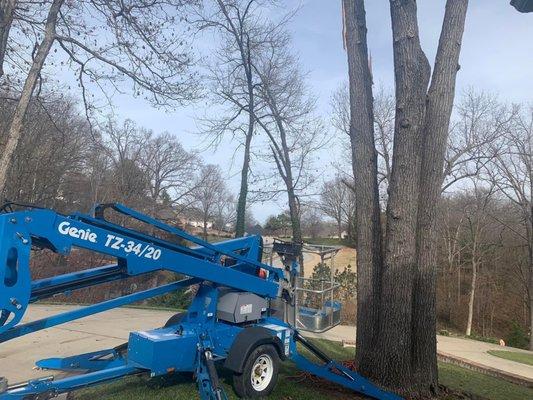 Mills Tree Service