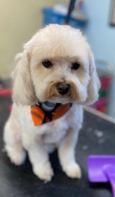 Lucky Duck's Pet Grooming